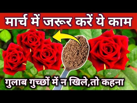गुच्छों में खिलेगा गुलाब,मार्च में तुरंत करें ये काम.Rose plant growing tips.Gulab ki care/dekhbhal.