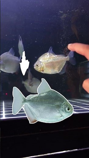 FIND UNIQUE FISH THAT WILL IMPRESS YOU IN THE FISH SHOP AQUARIUM