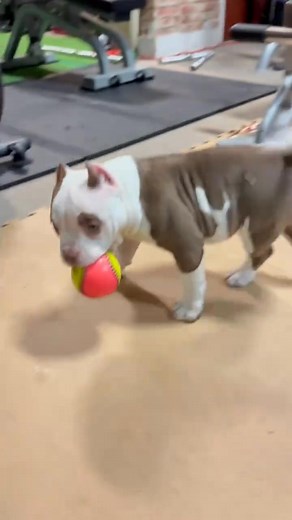74K views · 3.5K reactions | #americanbully #bulliesofig #puppies #puppylove #puppy #pocketbullypuppies #pocketamericanbully #pups #puppylove #puppylife #puppyoftheday #bully #bullies #americanbullies | Little Beast Bullies | Facebook