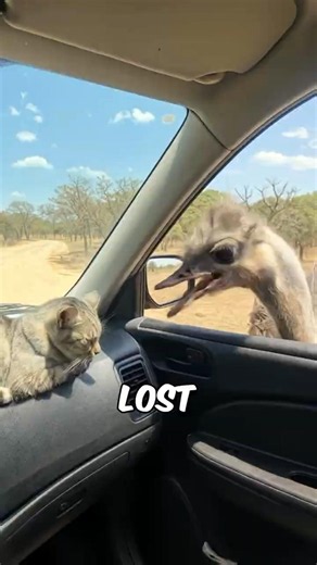 Top 3 Animals That Never Get Lost #animalfacts #wildlife #top