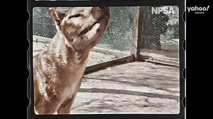 Colourised footage of the last known Tasmanian tiger has been released