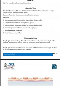 The Four Main Tissue Types in the Human BodyEpithelial Tissue... | Filo