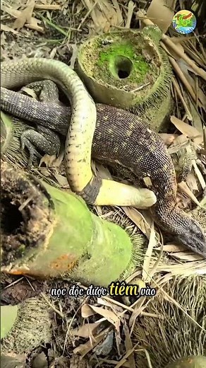 🐍 Cobra Takes Down Monitor Lizard in an Instant