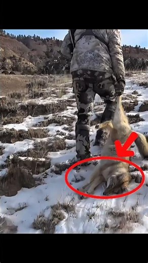 Enjoy wolf hunting and trapping at snow #blackwolf #chasse #hunting #snow