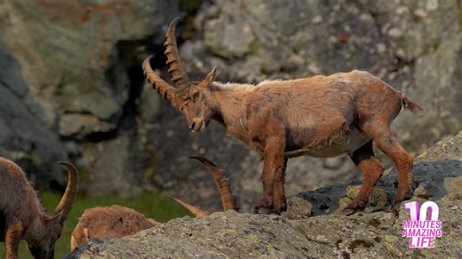 Rare alpine ibex moment on dangerous mountain cliffs