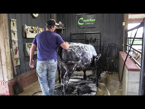 Washing Show Cattle