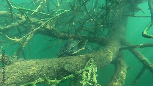 A Yellow-bellied slider turtle (Trachemys scripta scripta) rests on a branch, then turns and swims away, showcasing its natural behavior in a serene environment. Check the gallery for more turtles.