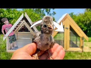 The MINI CHICKEN COOP you can build in a day - HOW TO BUILD