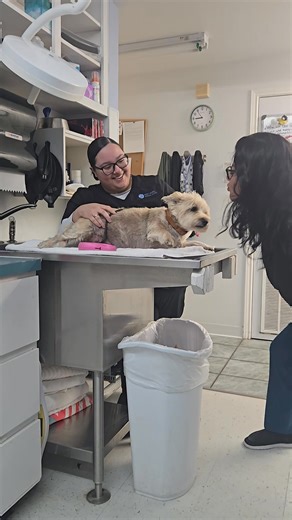 We love your fur babies as if they were one of our own, thanks for trusting us with them. 🐾❤️ #furbabies #portisabelanimalclinic | Port Isabel Animal Clinic