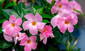 Is Dipladenia A Perennial Or Annual?