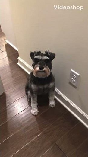 Dog reacts to an explosion