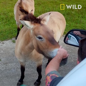 76K views · 1K reactions | Przewalski horses are nearly extinct in the wild. So losing Flicka is not an option for the Columbus Zoo crew. Don't miss the excitement! Watch the full first season of #SecretsOfTheZoo here: https://on.natgeo.com/2MApghA | National Geographic Animals | Facebook