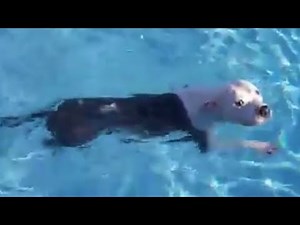 Pup told not to jump in pool, jumps in immediately