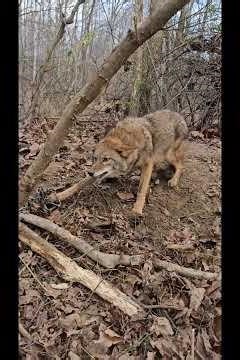 coyote and 1st Bobcat from same set. #indiana#trapping#nature#coyote#bobcat#wildlife#predators
