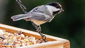 Chickadees Are The Ultimate Garden Pest Control – Here's How To Attract Them