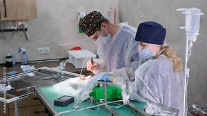 Performing a complex surgical operation. Veterinary surgery.