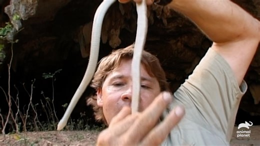 18K views · 465 reactions | Steve sets out on a reptile adventure to discover some of the strangest species that exist on this primitive island! #AnimalPlanet #TheCrocodileHunter | Animal Planet | Facebook