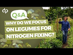Why Do We Focus on Legumes for Nitrogen-Fixing?