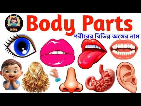 Human Body Parts for Kids 👶 | Learn Body Parts in English | Toddler & Nursery Vocabulary