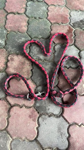 Effective Horse Schooling Techniques for Endurance Training