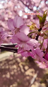 16K views · 1.5K reactions | Sakura  | Japan Diary日本 | Facebook