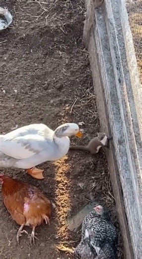 Courageous Duck Confronts Weasel to Shield Injured Chickens