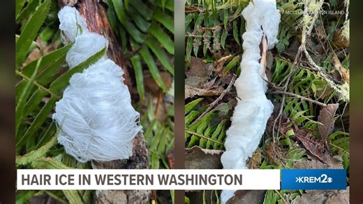 Environment Northwest: What is Hair Ice?