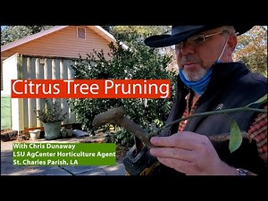 Citrus Tree Pruning