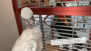 34K views · 5K reactions | Newman’s Private Dancer | Lucky Lou and Coco Too | Facebook