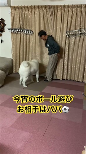 2026.5.13夜9時のボール遊びはパパと…だけどすぐ飽きちゃうんだよね さくら #秋田犬さくら #大型犬のいる生活 #保護犬を家族に #さくらと遊ぶ