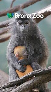 355K views · 3.2K reactions | Visit during school break and meet the new baby silvered langur monkey in the always-warm climate of JungleWorld. | Bronx Zoo | Facebook