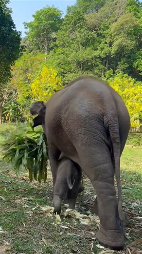 Baby Elephant's Favorite Walking Spot! 🐘😂 #babyelephant #cuteanimals #wildlife #shorts