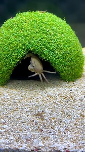 85K views · 521 reactions | My Little Mantis Fights Against Crab | Bryce Hall | Facebook