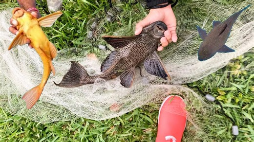This is the invasive monster hiding in Florida canals