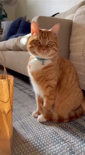 my cat checks every delivery bag like it’s security