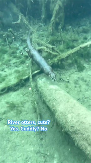 River Otter Underwater