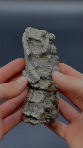 Here’s an Ichthyosaur Vertebrae fossil specimen that we found many years ago!