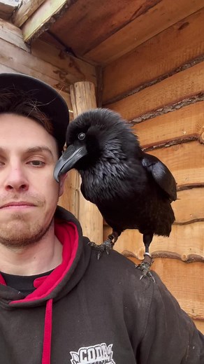 Loki the Raven and His Gwah Adventures in London