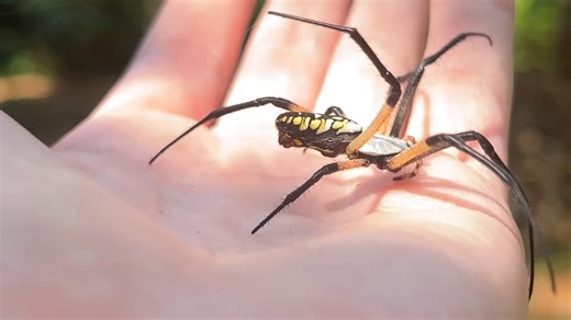 Why this spider changes how people see arachnids