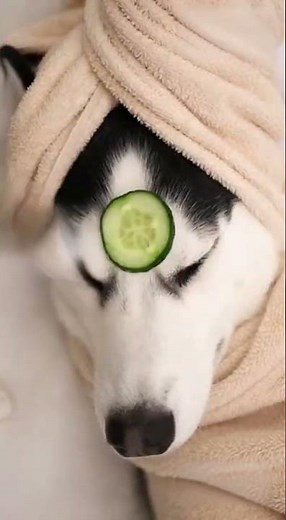 Ultimate Spa Day: Cat Pampers Husky with Facials & Massage