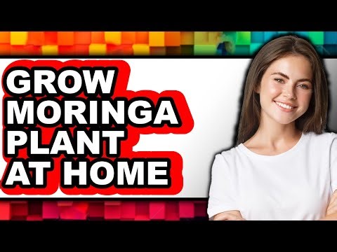 How To Grow Moringa Plant At Home - Easy Guide