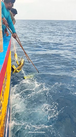 Ever seen this fishing 🎣 | Mahi Mahi fishes got more in single time 😍🫰🏻 | Amazing 😻 hook fishing in deep sea | Meenavan knowledge
