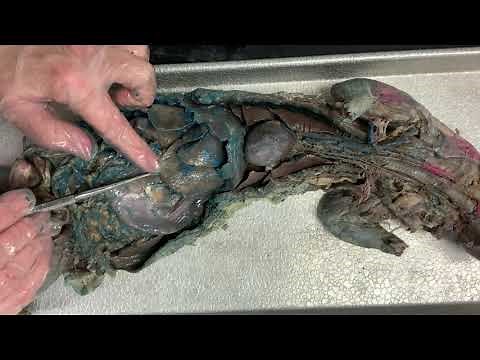Internal Mink Dissection - Group 3 (Abdominal Organs and Vessels)
