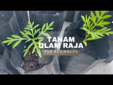 Panduan lengkap penanaman Ulam Raja | A complete guide to growing Cosmos Caudatus #ulam raja