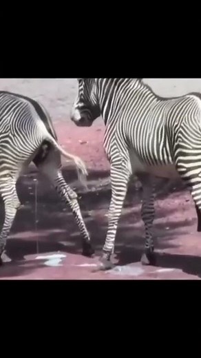 zebra viral mating #shorts