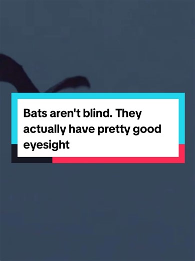 Bats aren't blind. They actually have pretty good eyesight. They just use echolocation at night to hunt prey because it makes it easier. #animals #nature #animalfacts #edutok #bats