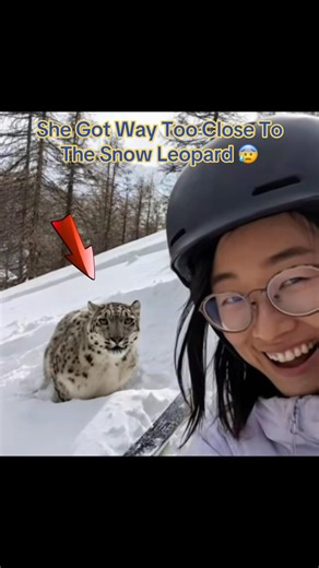 She Got Way Too Close To The Snow Leopard 😰 #badidea
