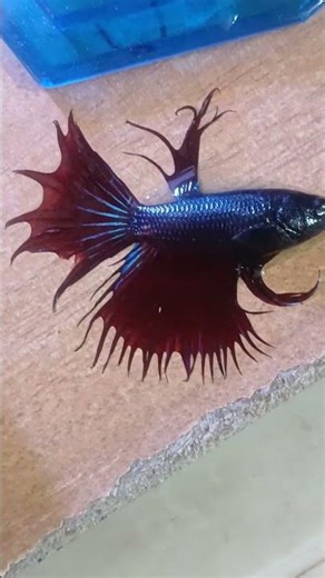 The female beta jump out of the aquarium😢😢😭 she died