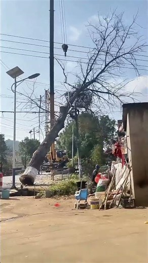 Protecting a House, Toppling a Crane : A Tree Removal Gone Wrong