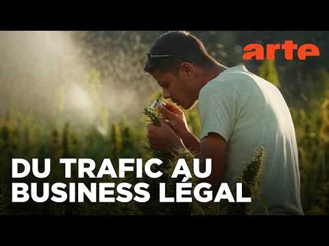 Maroc, le tournant du cannabis médical | 360° Reportage | ARTE